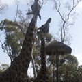 316-5553 San Diego Zoo - Giraffes